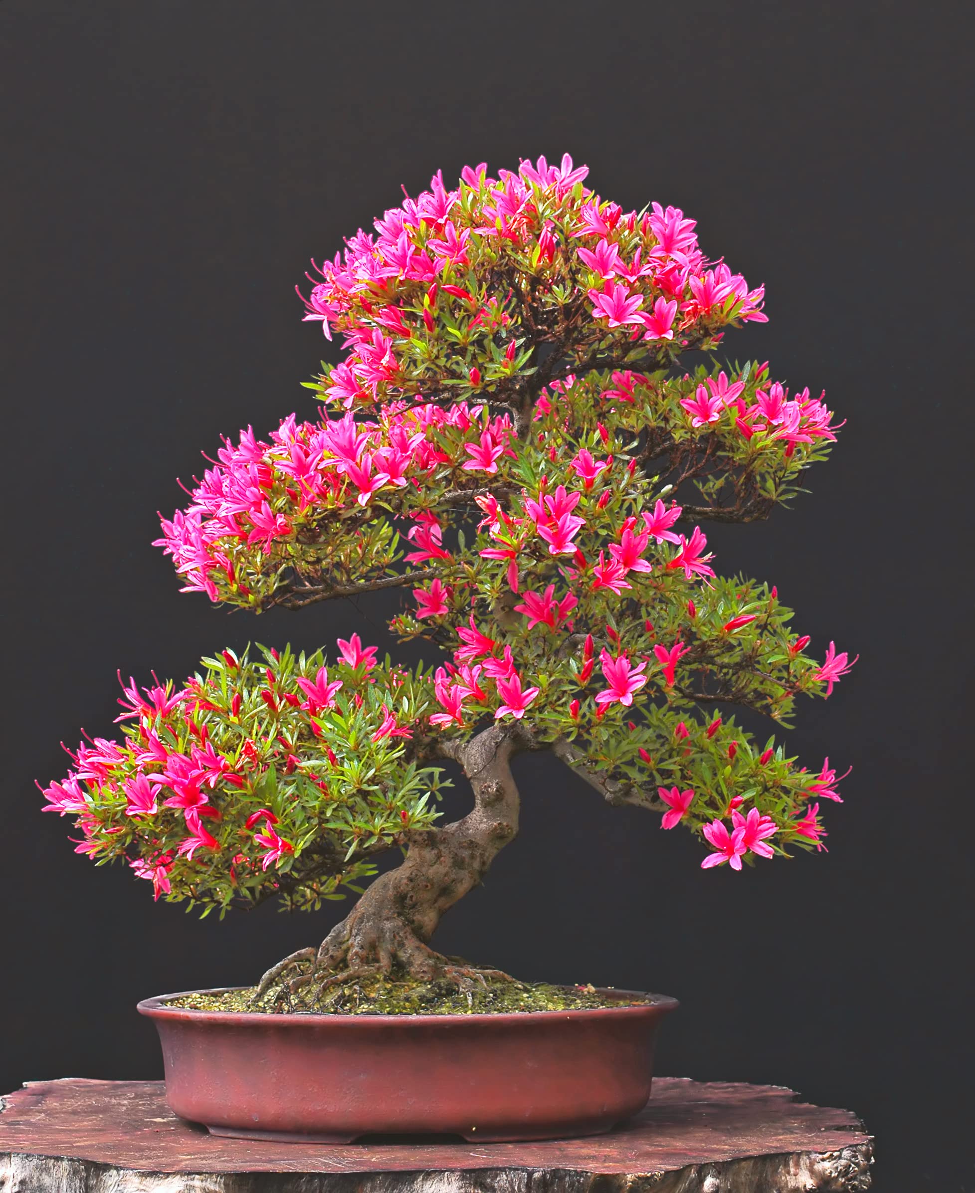 Azalea Rhododendron Simsii Mixed Colors Flower - for planting in home garden